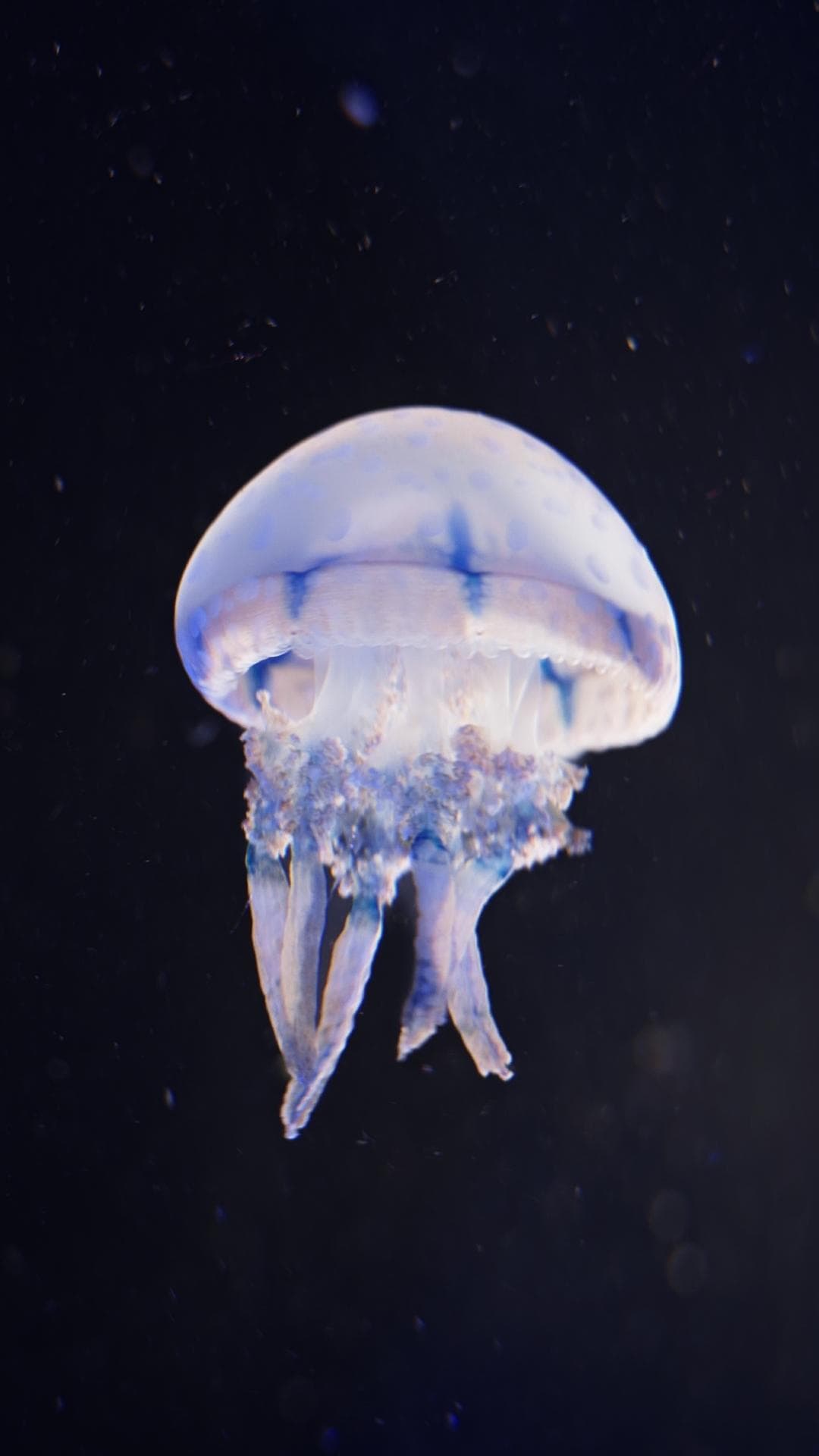 Jellyfish
